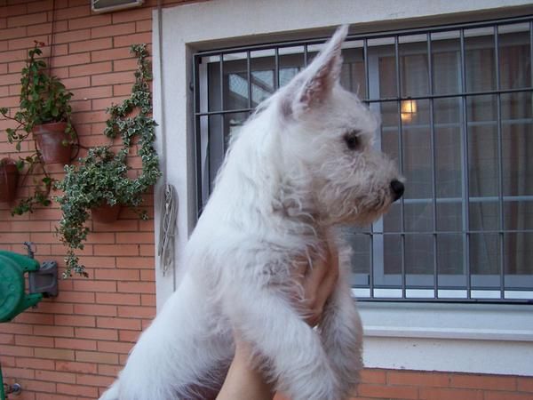 Cachorro de westy en Huelva