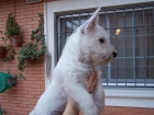 Cachorro de westy en Huelva - mejor precio | unprecio.es