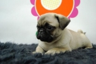 cachorros de carlino con magnifica calidad, con chip vacunas y pedegree - mejor precio | unprecio.es