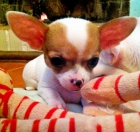 Espectaculares cachorros de chihuahua miniatura - mejor precio | unprecio.es