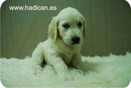 Golden en Madrid.