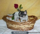 Preciosa Hembrita Mini de Chihuahua! - mejor precio | unprecio.es