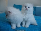 Preciosos Gatitos Persa - mejor precio | unprecio.es