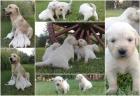Se Venden Cachorros de Golden Retriever - mejor precio | unprecio.es
