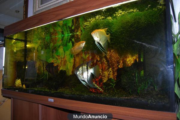 VENDO ACUARIO 250 LITROS COMPLETO CON PECES