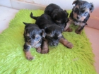 Vendo cachorritos yorkshire vendo cachorritos yorkshire - mejor precio | unprecio.es