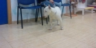 bull terrier para monta - mejor precio | unprecio.es