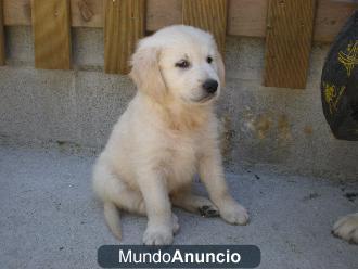 Cachorros Golden Retreiver preciosa,