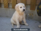 Cachorros Golden Retreiver preciosa, - mejor precio | unprecio.es