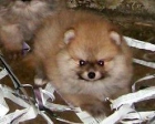 camada de pomerania - mejor precio | unprecio.es
