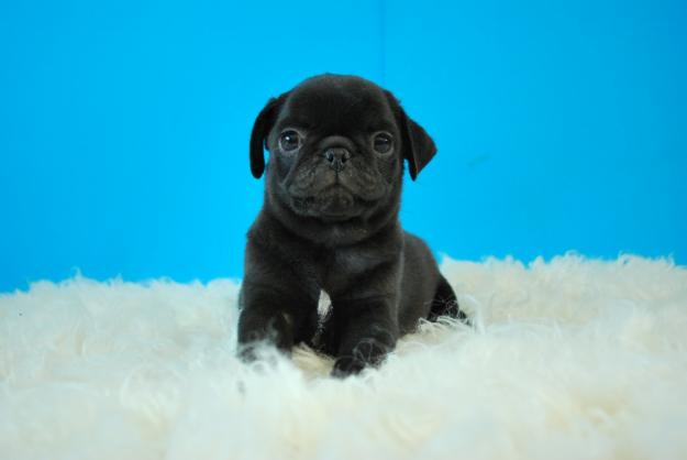 Carlino negro, cachorros nacionales