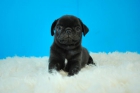 Carlino negro, cachorros nacionales - mejor precio | unprecio.es
