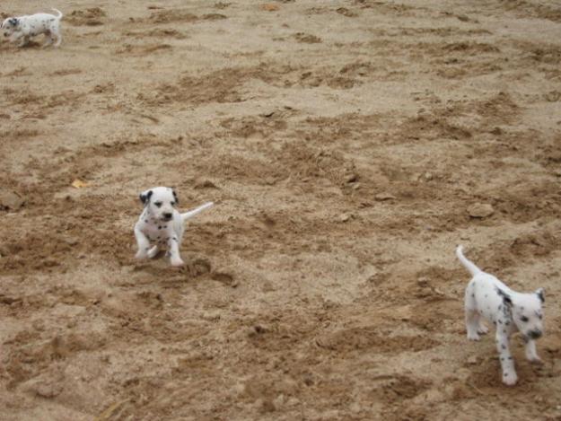 DALMATAS, cachorros