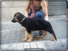 pastor aleman Buen pedigree (ultimo cachorro) - mejor precio | unprecio.es