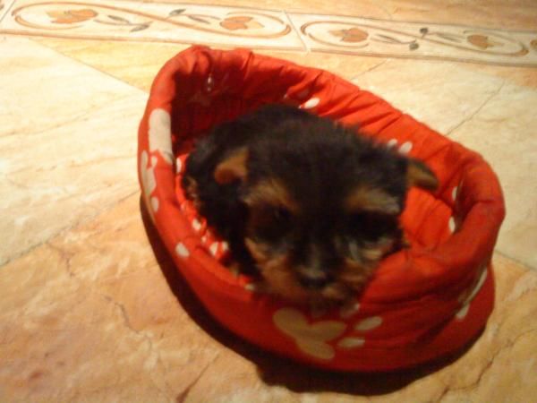 Preciosos Cachorros Mini De Yorshire