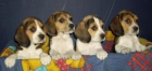 VENDO CACHORROS BEAGLE TRICOLOR, CON PEDIGREE A 300 . - mejor precio | unprecio.es