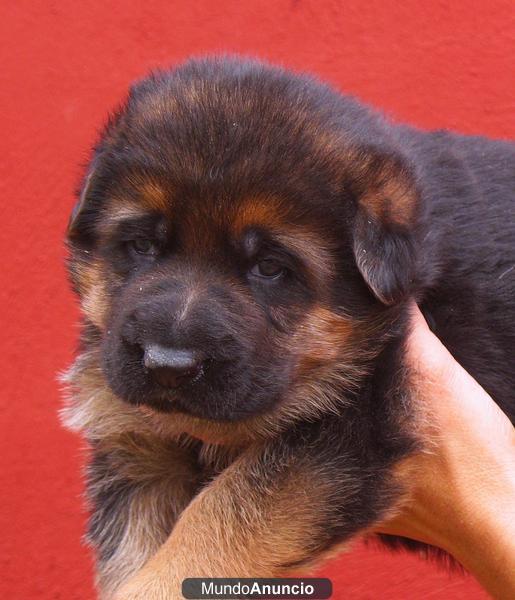 cachorros pastor aleman