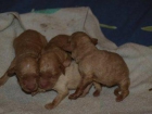 Cachorros recien nacidos en un contenedor... necesitan acogida urgente (toman biberón) - mejor precio | unprecio.es