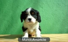 CAVALIER TRICOLOR CON TRES VACUNAS - mejor precio | unprecio.es