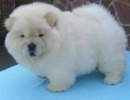 Chow-chow, a muy buen precio
