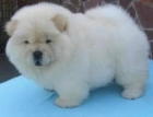 Chow-chow, a muy buen precio - mejor precio | unprecio.es
