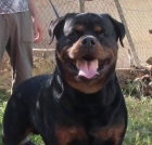 Exelente Camada de Rottweiler - mejor precio | unprecio.es