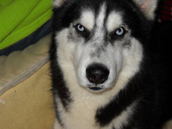 husky siberano para montas por cachorros