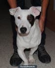 LOKI- x-JackRussell 10 meses - mejor precio | unprecio.es