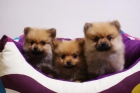 LULU DE POMERANIA, MUY PEQUEÑO!! - mejor precio | unprecio.es