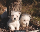 Maravillosos cachorritos de West higland terrier, - mejor precio | unprecio.es