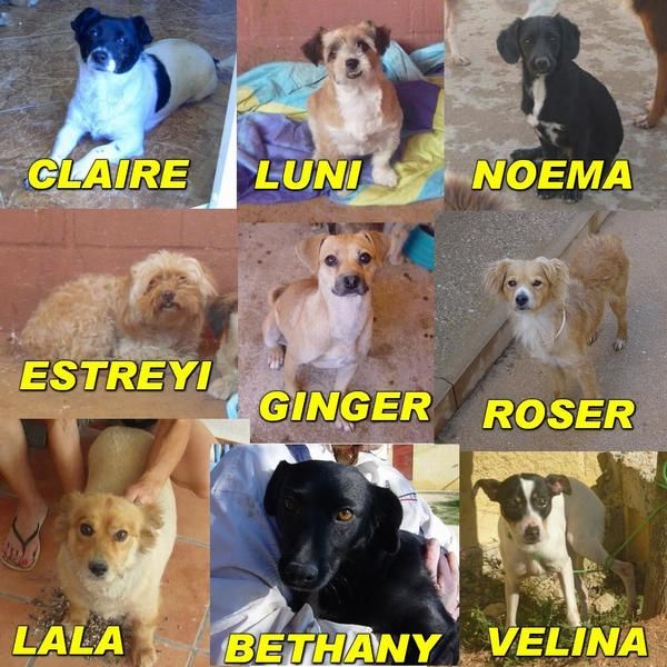 perros tamaño pequeño en adopcion