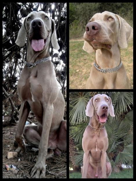 Cachorritos weimaraner