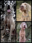 Cachorritos weimaraner - mejor precio | unprecio.es