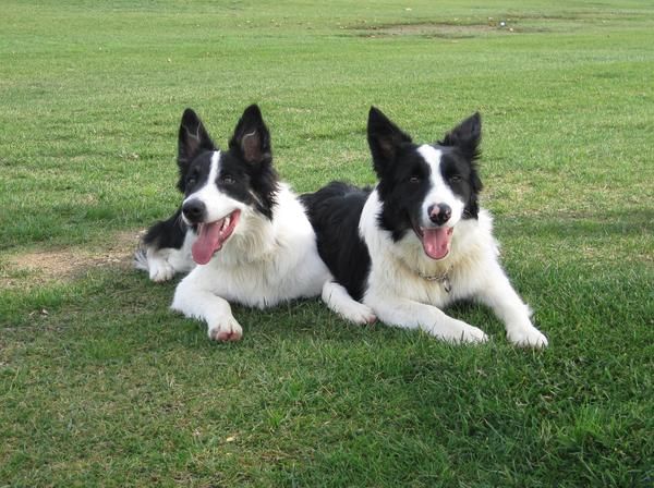 Cachorros Border Collie