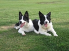 Cachorros Border Collie - mejor precio | unprecio.es