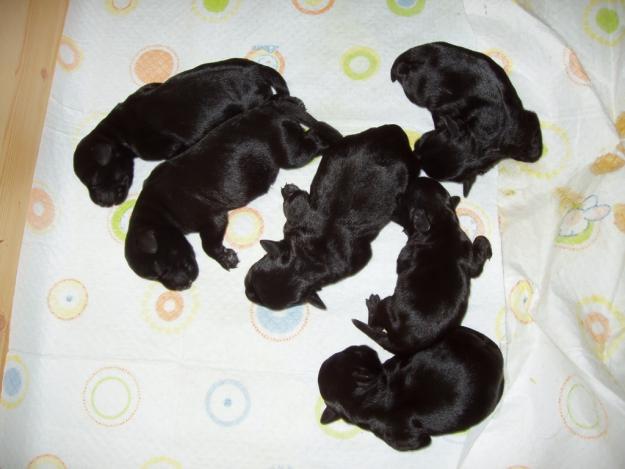 Camada de schnauzers minis negros