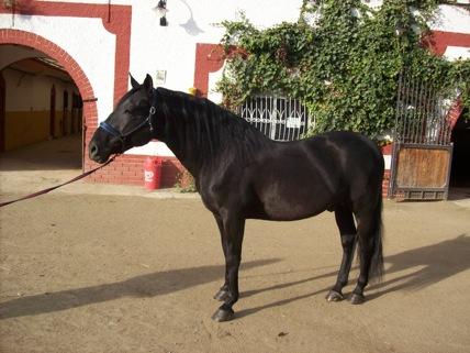 HERMOSOS CABALLOS EN VENTA POR EXCESO OCASION PRECIOS INCREIBLES