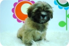 Lhasa Apso. de excelente calidad. - mejor precio | unprecio.es