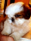 SE BUSCA MACHO SHIHTZU PARA PRECIOSA HEMBRA - mejor precio | unprecio.es