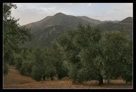 se vende finca olivar a 11 km de villaharta