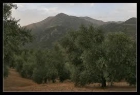 se vende finca olivar a 11 km de villaharta - mejor precio | unprecio.es