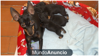 SE VENDEN PINSCHER MINUATURA