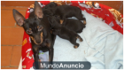 SE VENDEN PINSCHER MINUATURA - mejor precio | unprecio.es