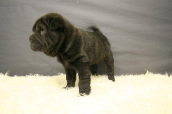 Shar Pei cachorros de raza listos para entregar