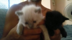 vendo dos gatitas ruso azul y un macho blanco persa de pelo largo - mejor precio | unprecio.es