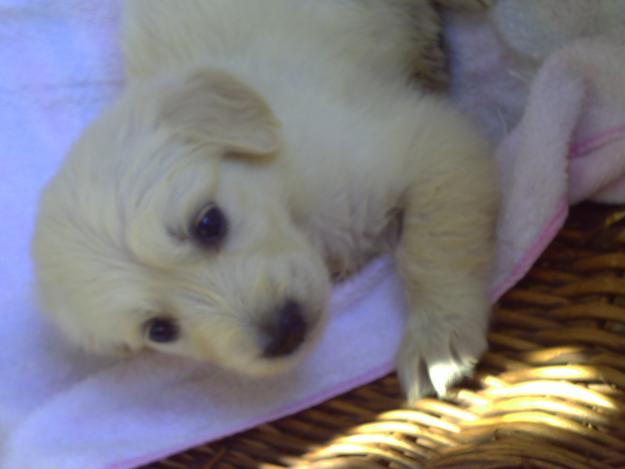 VENDO GOLDEN RETREVERS HEMBRA Y MACHO