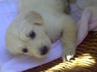VENDO GOLDEN RETREVERS HEMBRA Y MACHO - mejor precio | unprecio.es