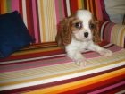 Vendo preciosa camada de Cavalier - mejor precio | unprecio.es