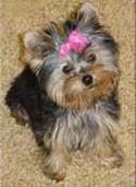 Buena Yorkshire terrier cachorros.