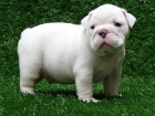 Cachorritos de Bulldog Ingles de 1ª Calidad con las Mejores Garantias - mejor precio | unprecio.es